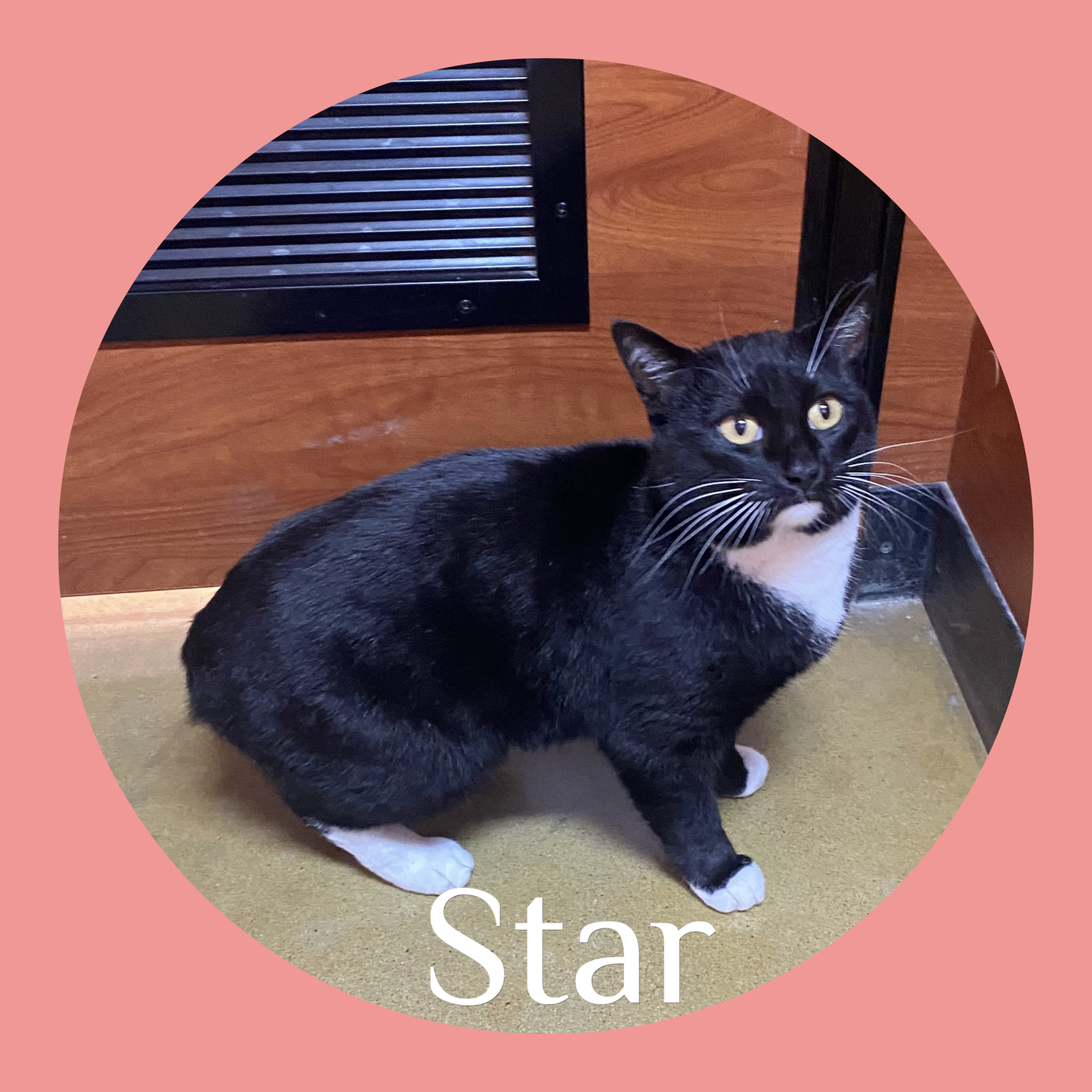 STAR Image