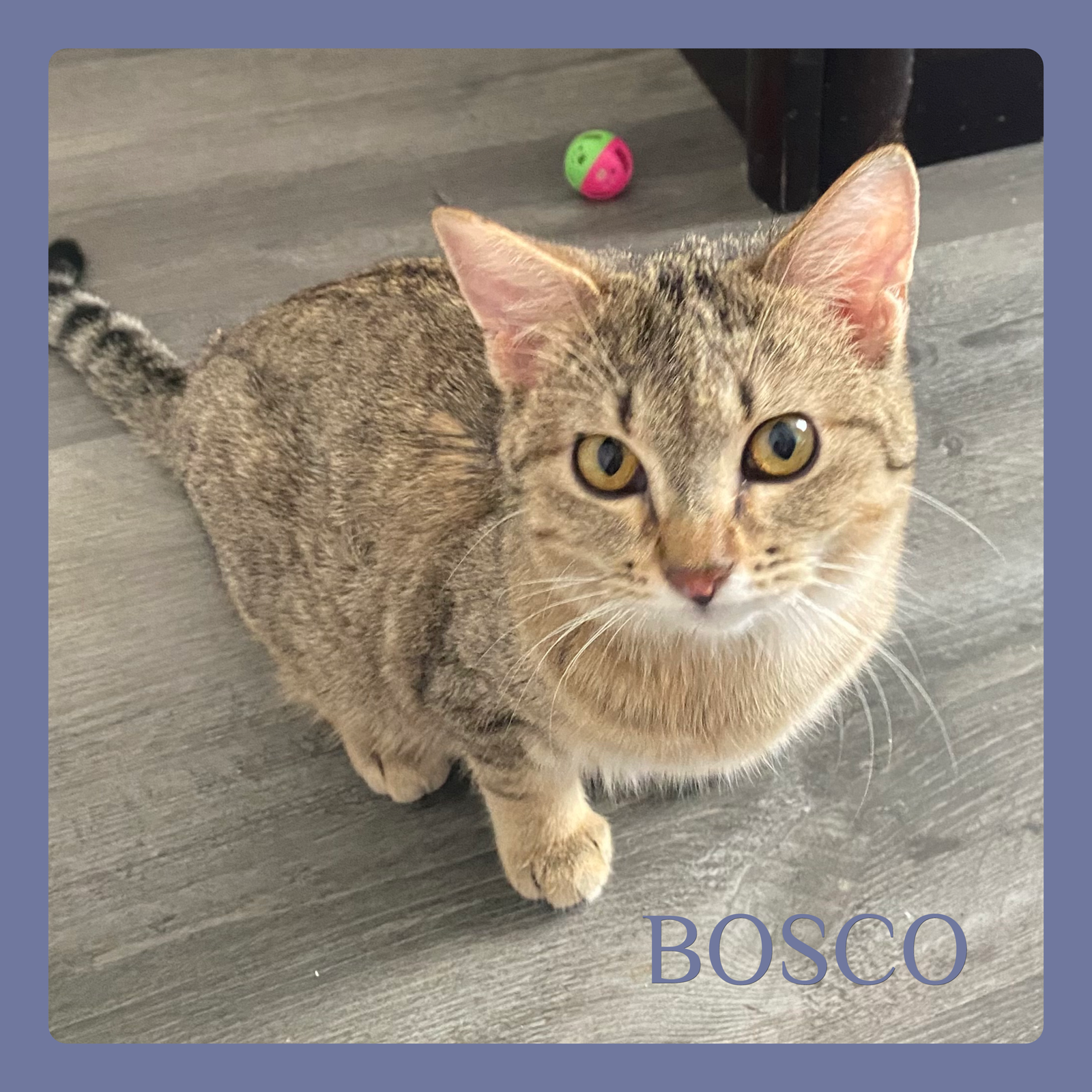 BOSCO Image