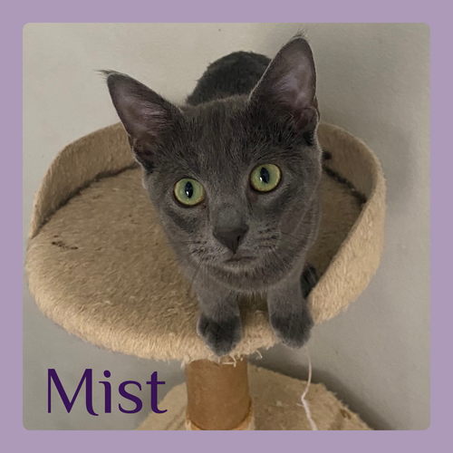 MIST — Russian Blue / Tabby / Mixed (short coat)