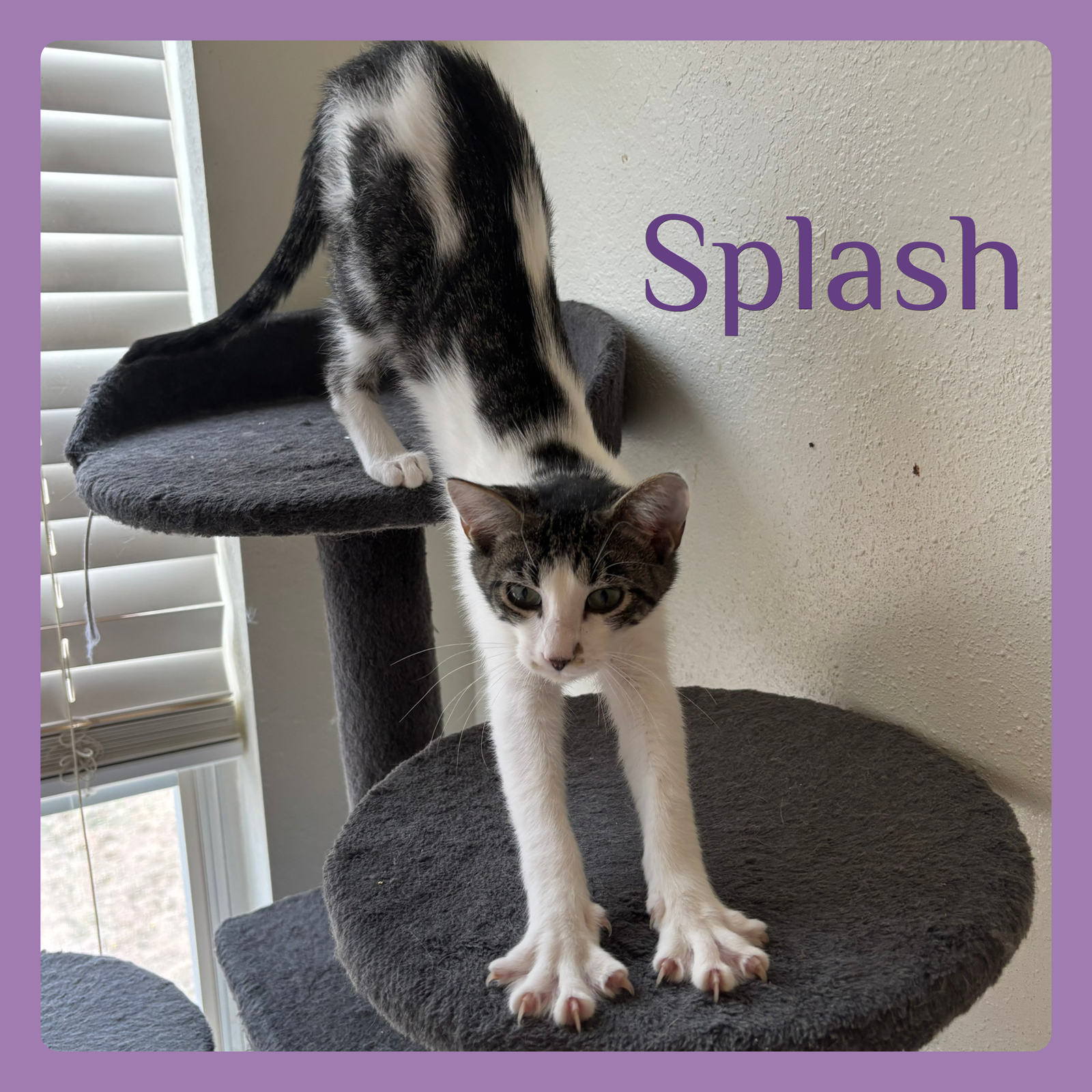 SPLASH Image