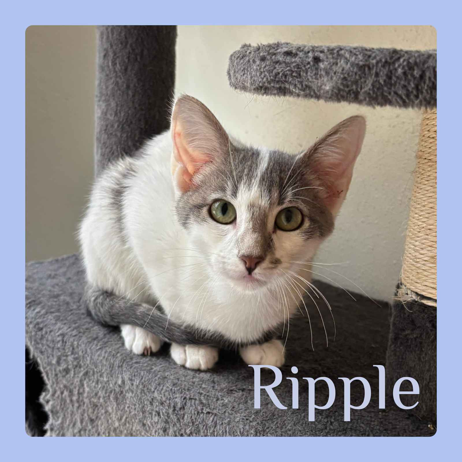 RIPPLE Image
