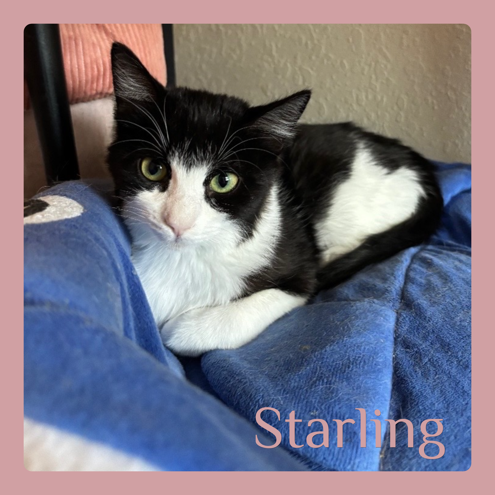 STARLING Image