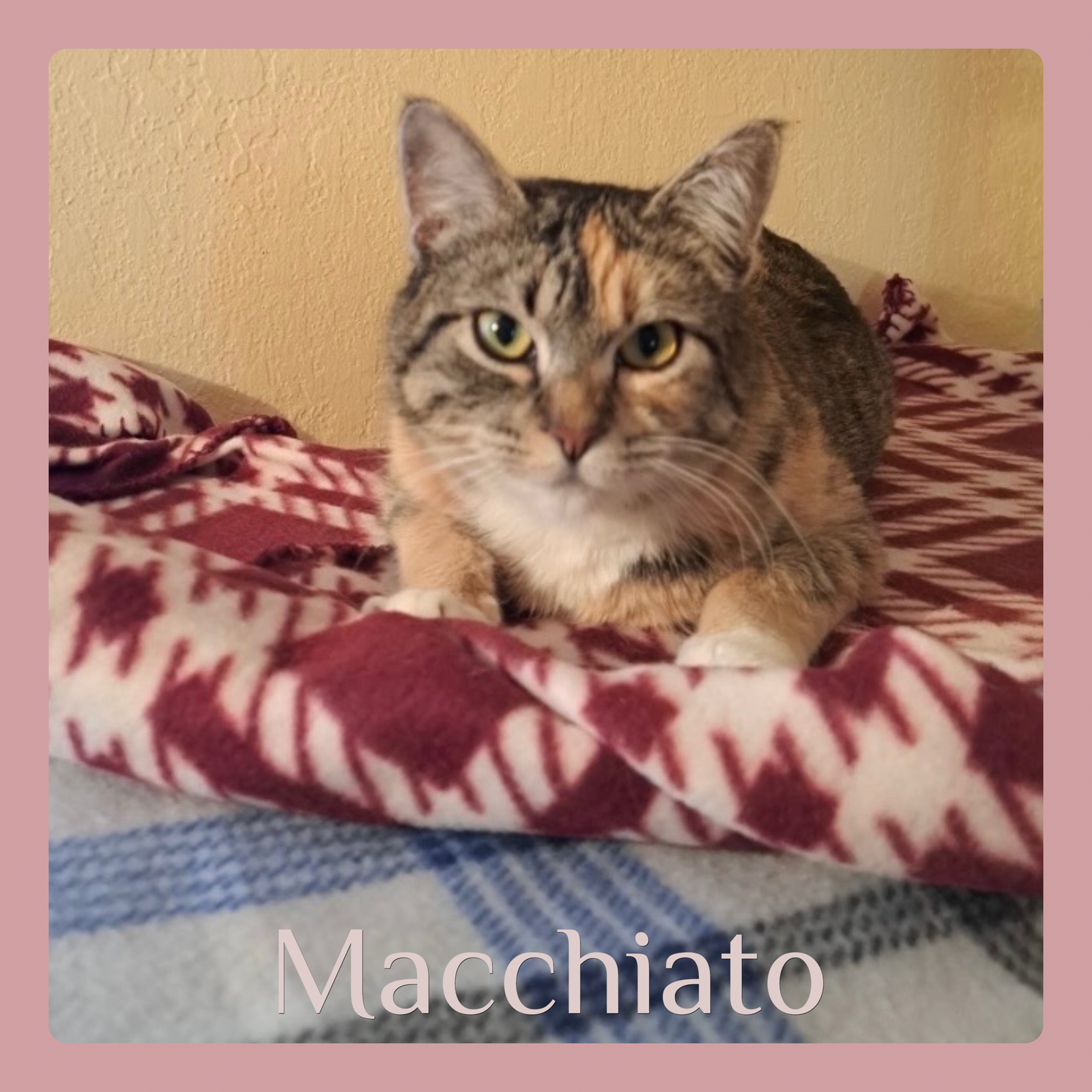 MACCHIATO Image