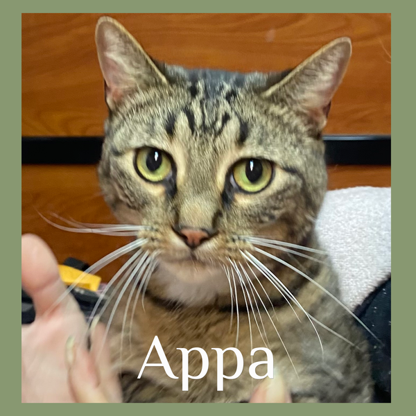 APPA
