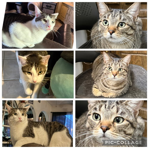 picture of the cat needing adoption
