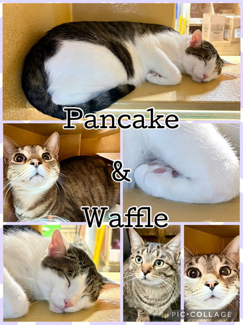 picture of the cat needing adoption