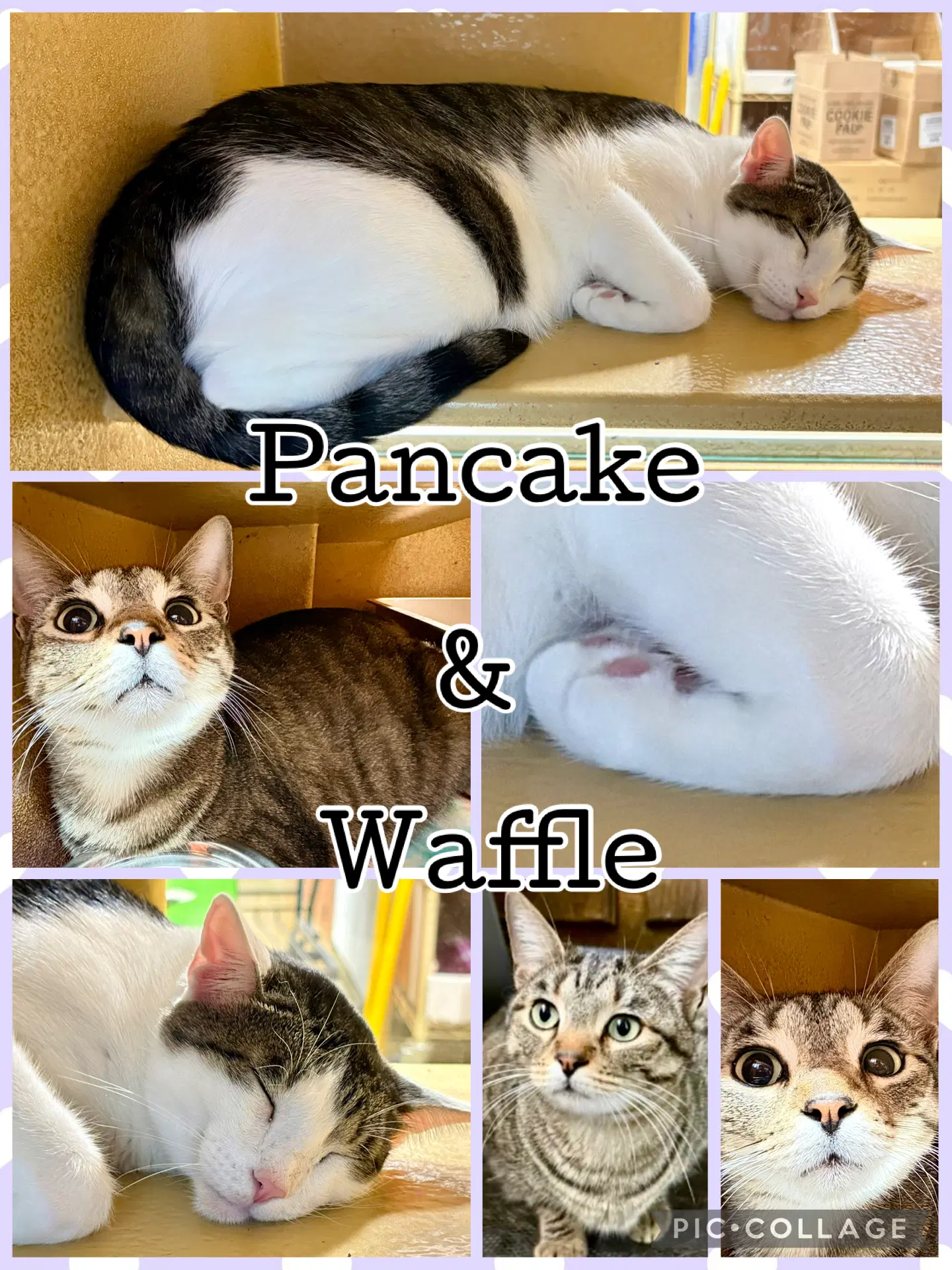 Waffle - Tabby