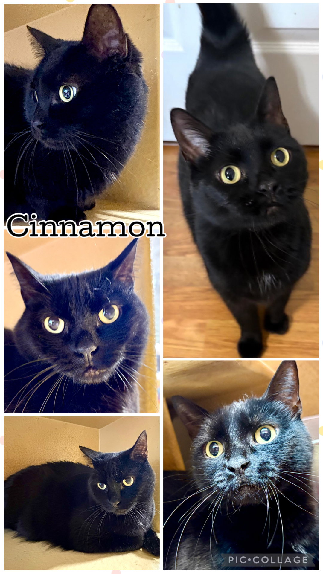 CINNAMON