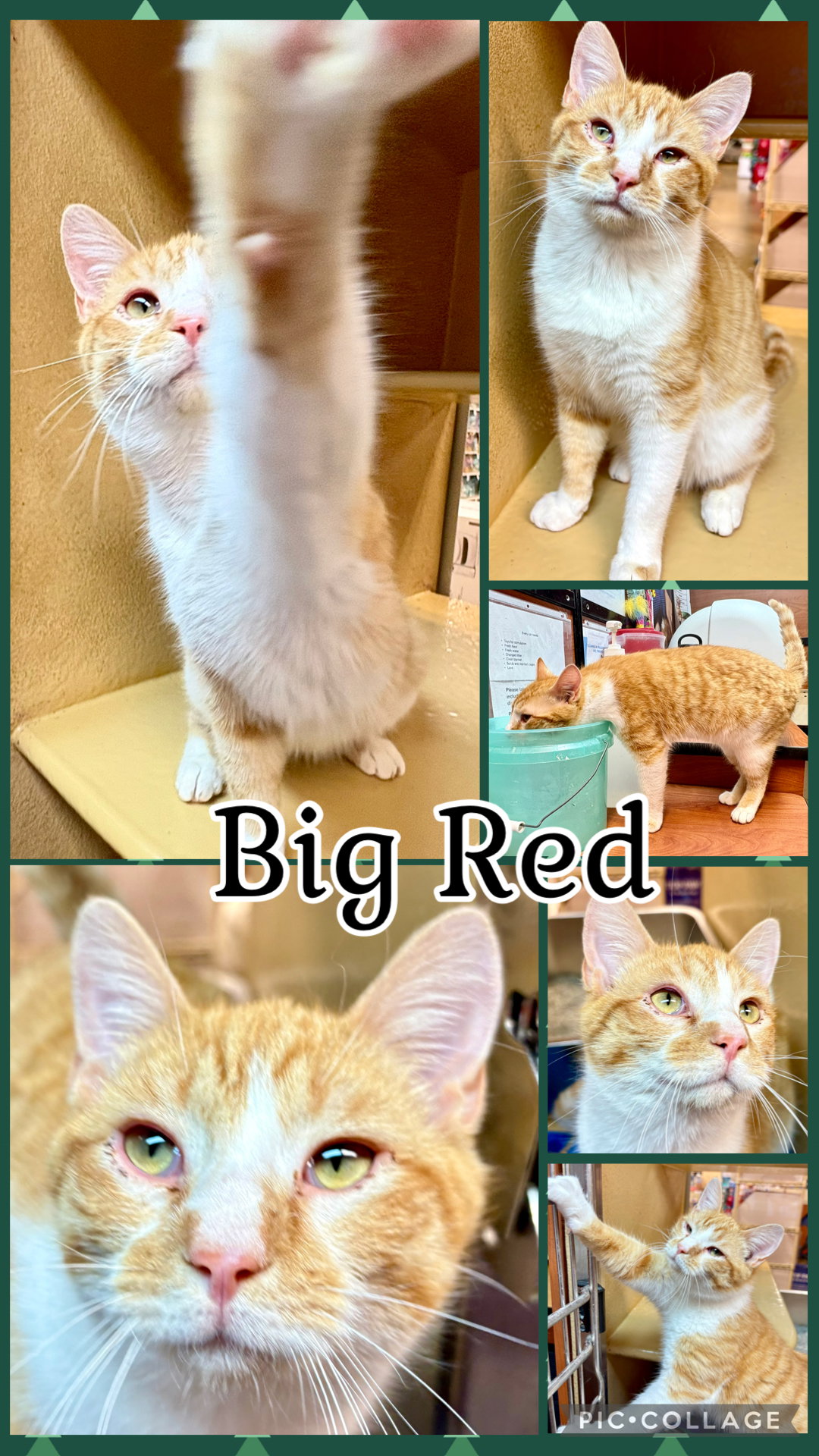 BIG RED