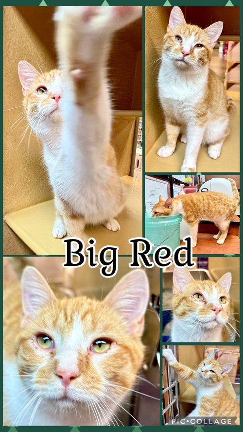 BIG RED, an adoptable Tabby in Lawton, OK