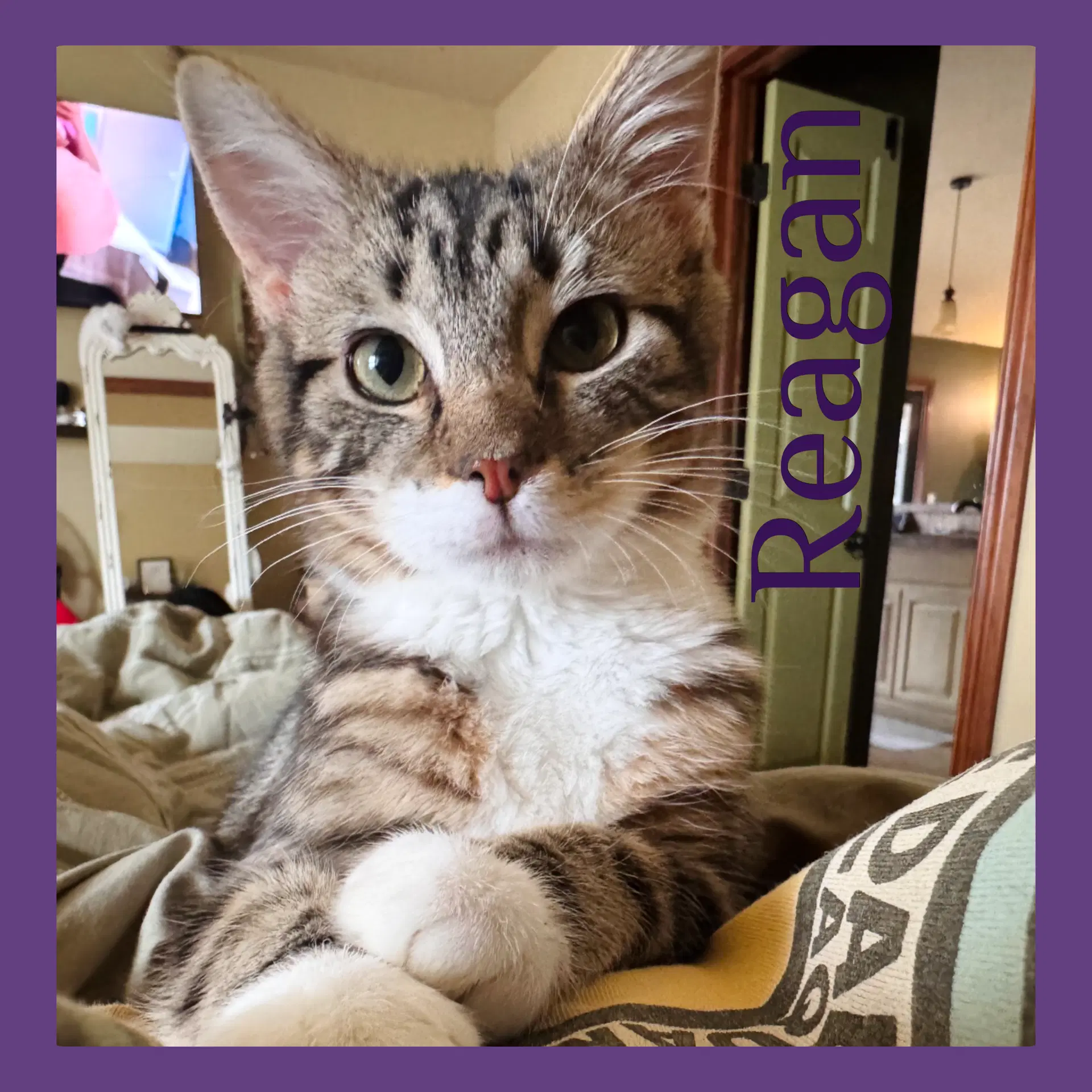 Reagan - Tabby