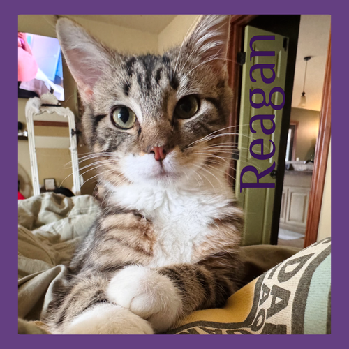 REAGAN, an adoptable Tabby in Lawton, OK