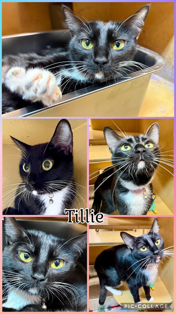 TILLIE