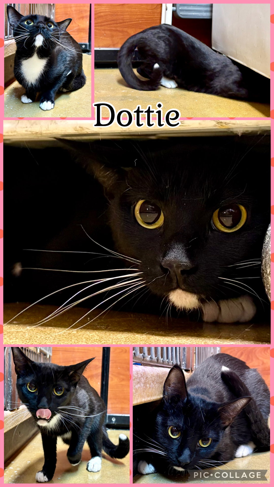 DOTTIE