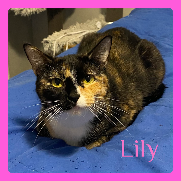 LILY