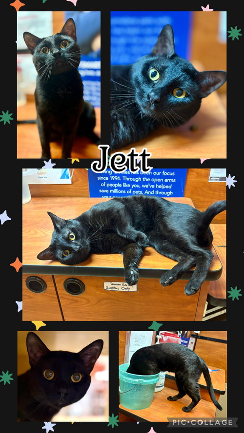 picture of the cat needing adoption