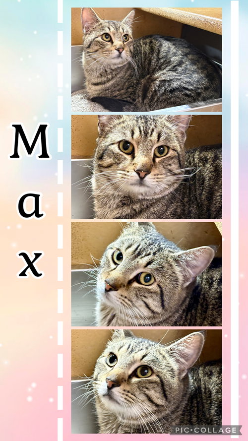 picture of the cat needing adoption