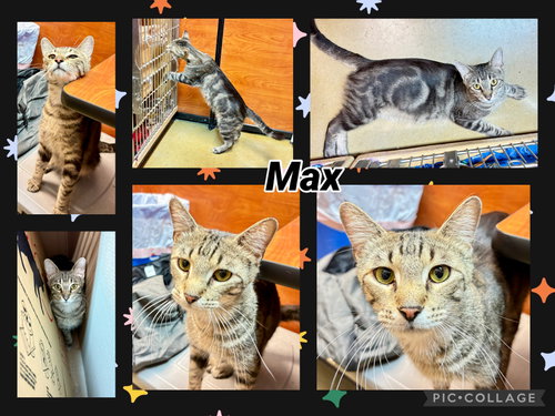 MAX, an adoptable Tabby in Lawton, OK