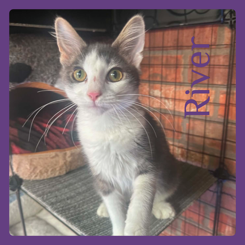 picture of the cat needing adoption