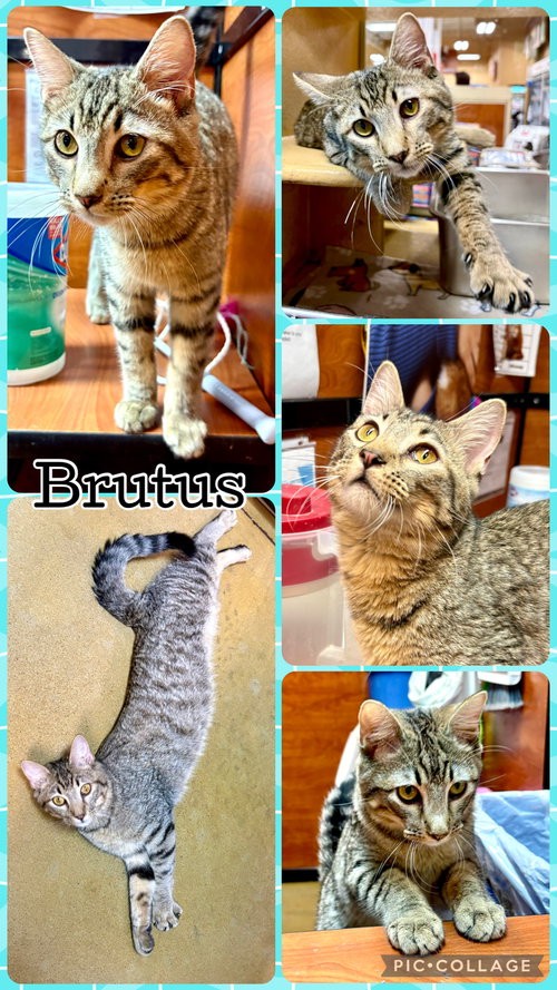 BRUTUS, an adoptable Tabby in Lawton, OK