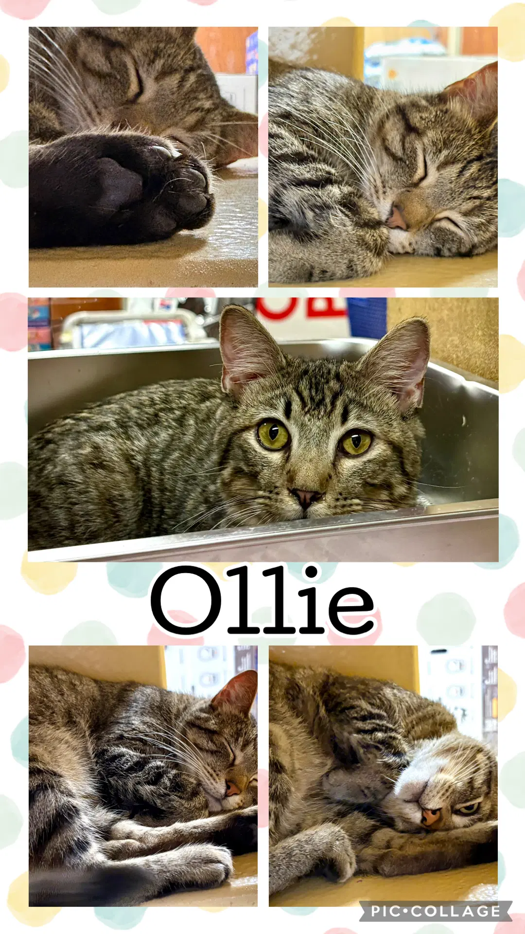 Ollie - Tabby