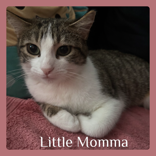 LITTLE MOMMA, an adoptable Tabby in Lawton, OK
