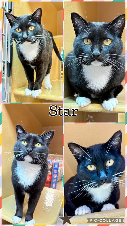 STAR, an adoptable Tuxedo in Lawton, OK