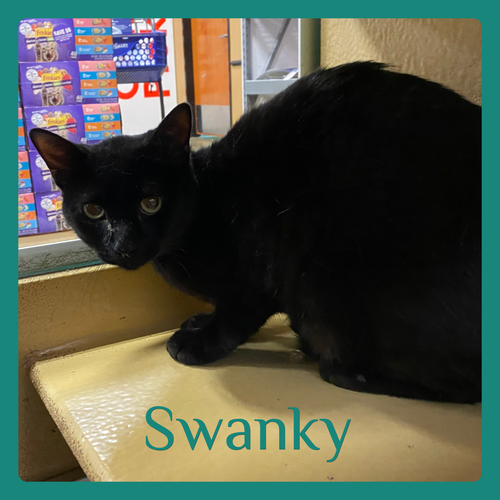 SWANKY, an adoptable Tabby in Lawton, OK