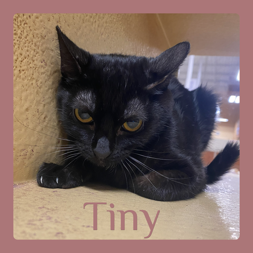 TINY, an adoptable Tabby in Lawton, OK