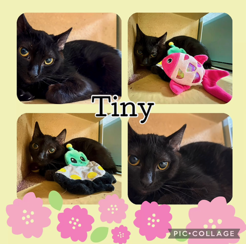 TINY
