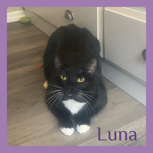 LUNA, an adoptable Tuxedo in Lawton, OK