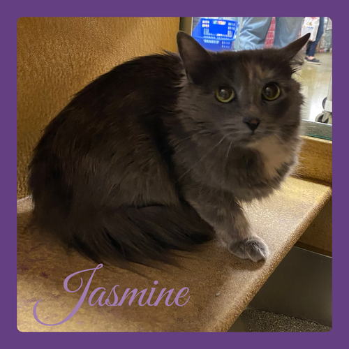 JASMINE, an adoptable Dilute Tortoiseshell in Lawton, OK