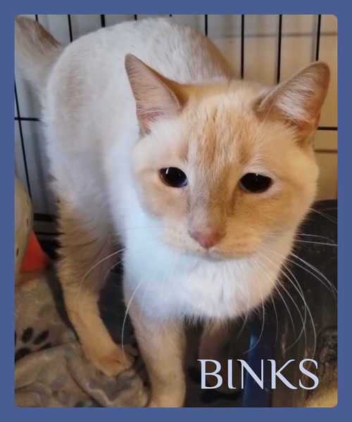 BINKS, an adoptable Tabby in Lawton, OK