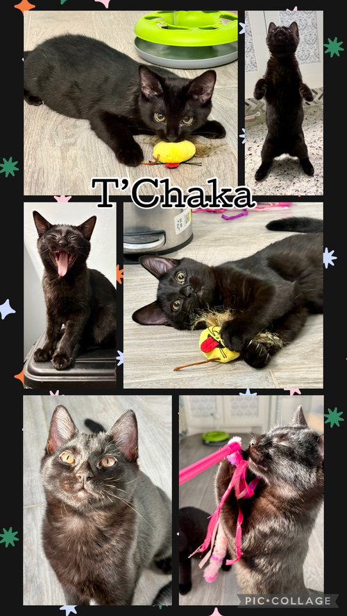 T’CHAKA, an adoptable Tabby in Lawton, OK