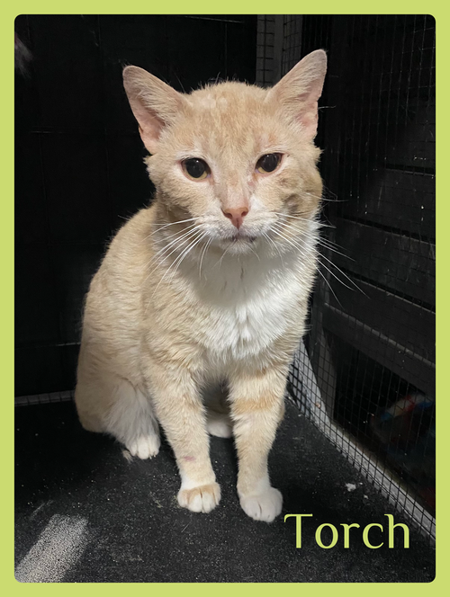 TORCH, Adult Tabby (short coat), cat for adoption in Wichita Falls, Texas