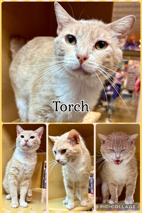 TORCH