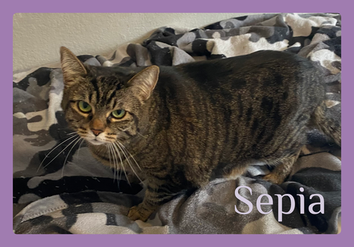 SEPIA, an adoptable Tabby in Lawton, OK