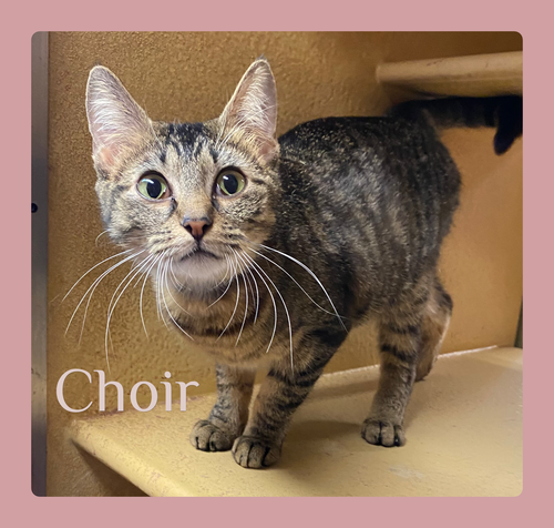 CHOIR, an adoptable Tabby in Lawton, OK