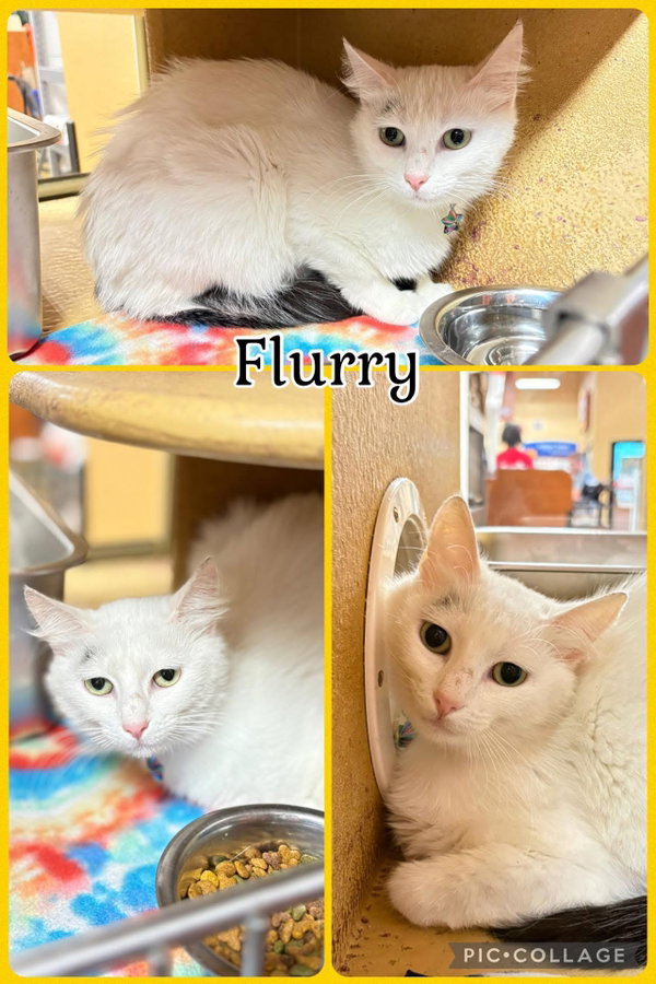 FLURRY