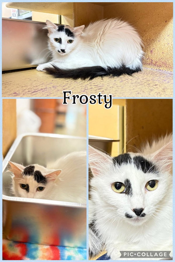 FROSTY