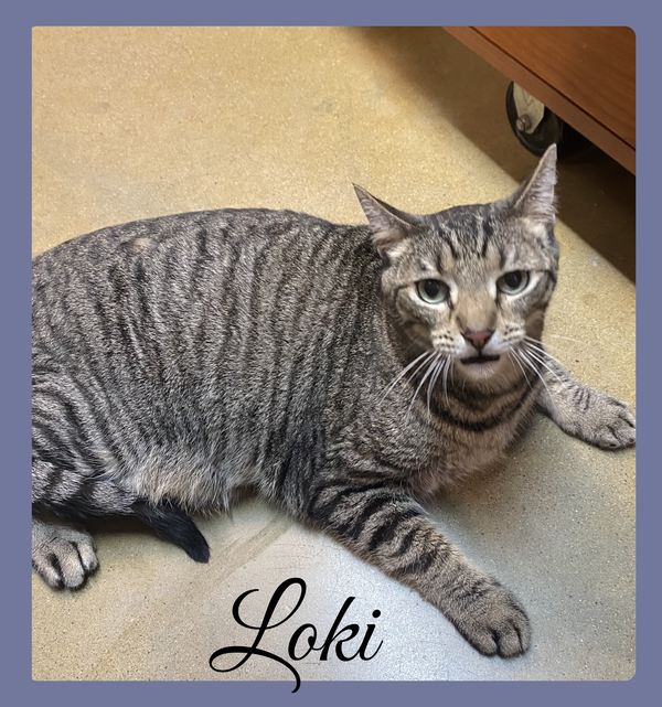 LOKI