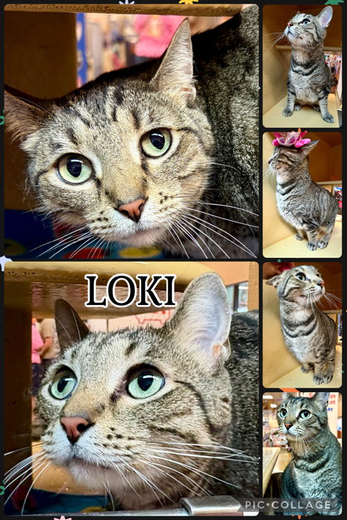 LOKI