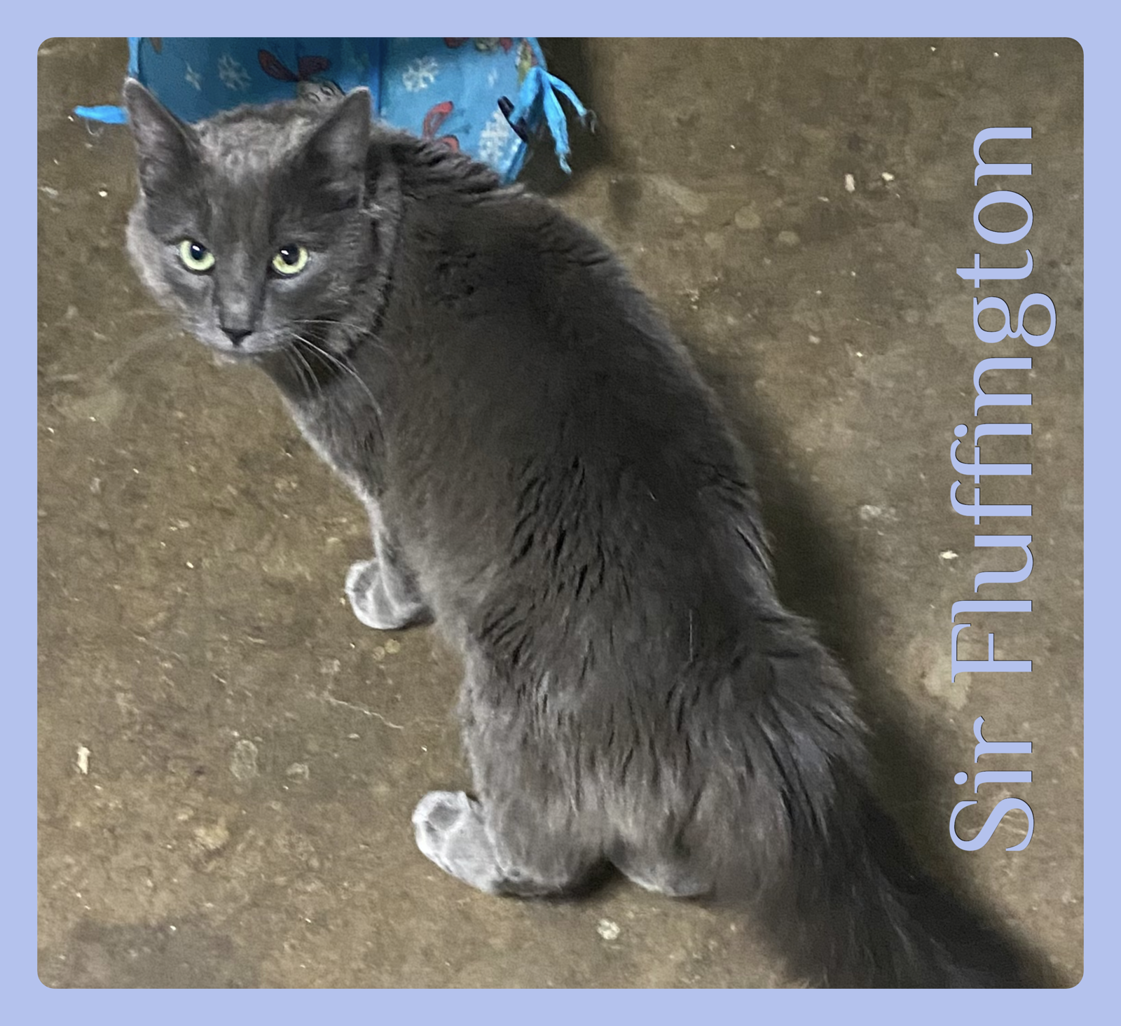 SIR FLUFFINGTON