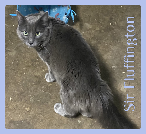 SIR FLUFFINGTON