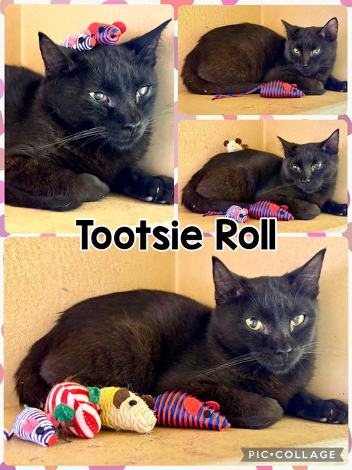 TOOTSIE ROLL, an adoptable Tabby in Lawton, OK
