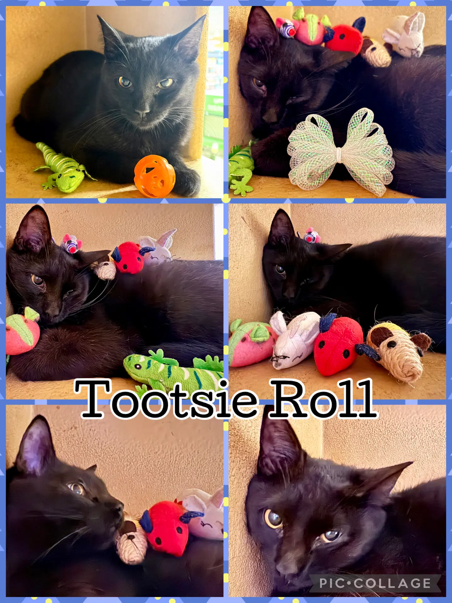 Tootsie Roll - Tabby