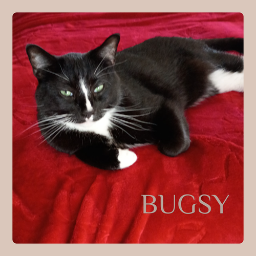 BUGSY
