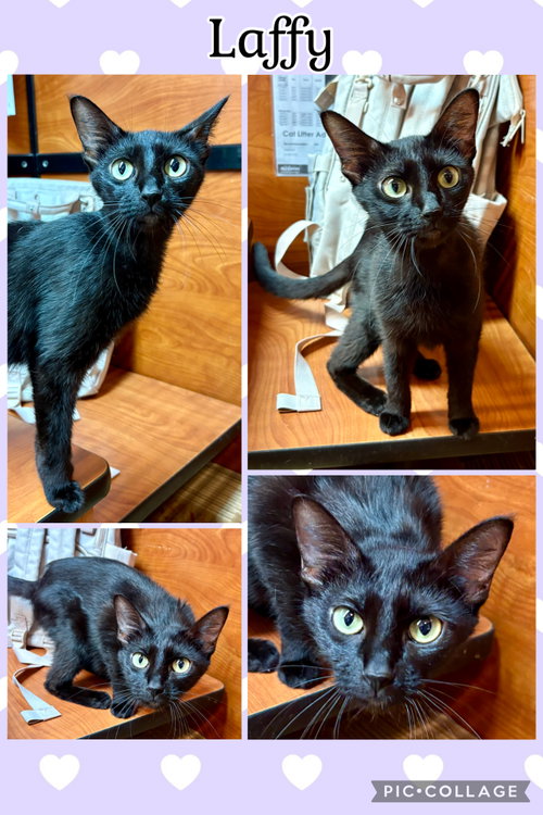 LAFFY, Young Tabby (short coat), cat for adoption in Lawton, Oklahoma