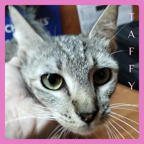 TAFFY
