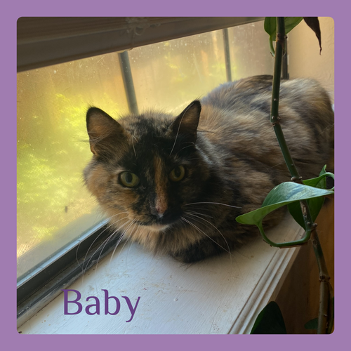 BABY, Senior Tortoiseshell (long coat), cat for adoption in Wichita Falls, Texas